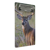 シジみ尾シカ Odocoileus virginianus ミニクリップボード (アングル)