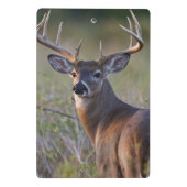 シジみ尾シカ Odocoileus virginianus ミニクリップボード (裏面)