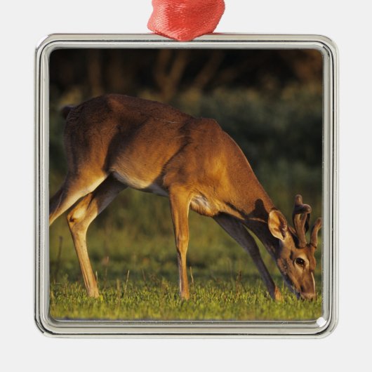 シジみ尾シジカ, Odocoileus virginianus メタルオーナメント (正面)