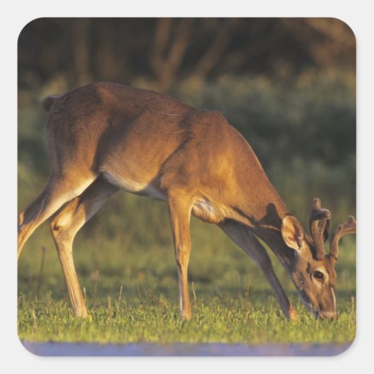 シジみ尾ジカ, Odocoileus virginianus スクエアシール (正面)