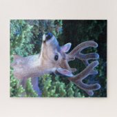 シジカ |オリンピック国立公園 ジグソーパズル (横)