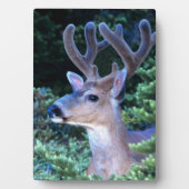 シジカ |オリンピック国立公園 フォトプラーク (正面)