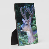 シジカ |オリンピック国立公園 フォトプラーク (側面)