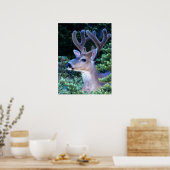 シジカ |オリンピック国立公園 ポスター (キッチン)