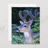 シジカ |オリンピック国立公園 ポストカード (正面/裏面)