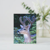 シジカ |オリンピック国立公園 ポストカード (スタンド正面)