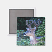 シジカ |オリンピック国立公園 マグネット (正面/裏面)