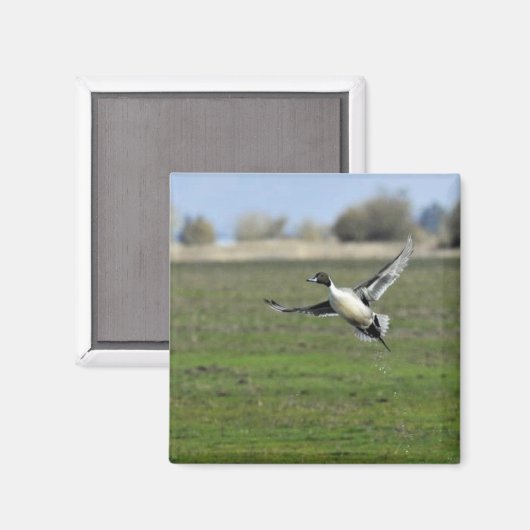 シジガモ マグネット (正面/裏面)