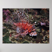 シジミ類 ポスター (正面)