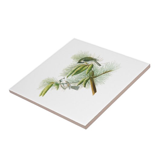 シジュウカラ科のジョン・ジェームズ・オーデュボンの頂点に達された鳥アメリカ タイル (側面)