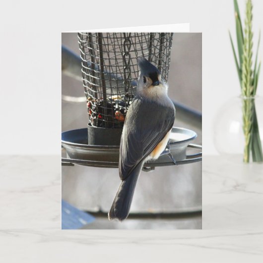 シジュウカラ科 カード (正面)