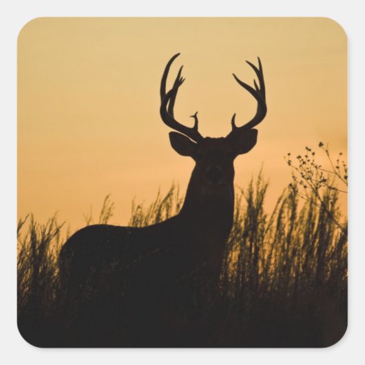 シジロナガオジカ (Odocoileus virginianus) スクエアシール (正面)
