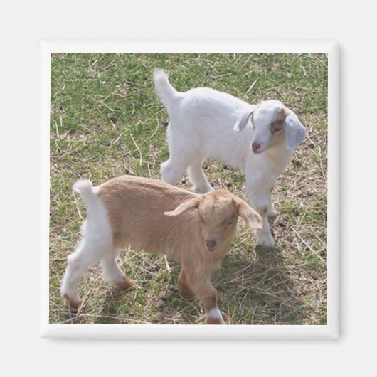 シスターズヤギ マグネット (正面)