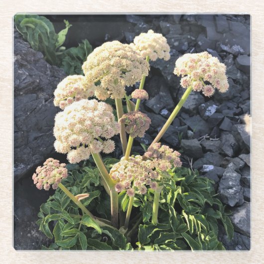 シスターズロック州パーク，オレゴン州コースト ガラスコースター (正面)