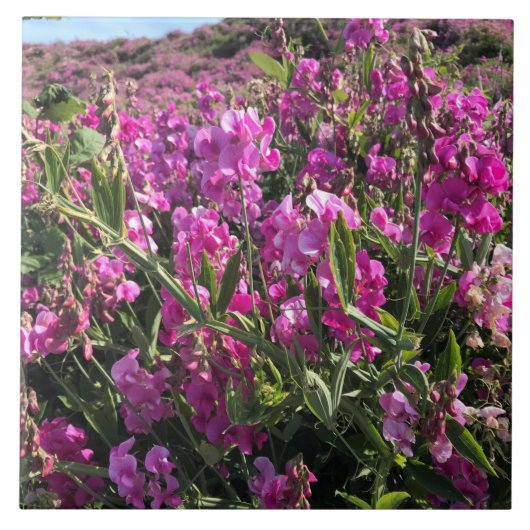 シスターズロック州パーク，オレゴン州コースト タイル (正面)