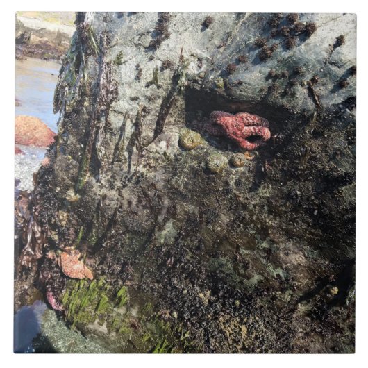 シスターズロック州パーク，オレゴン州コースト タイル (正面)