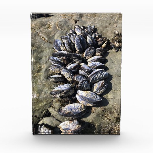 シスターズロック州パーク,オレゴン州コースト フォトブロック (正面)