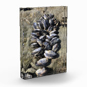 シスターズロック州パーク,オレゴン州コースト フォトブロック (左)