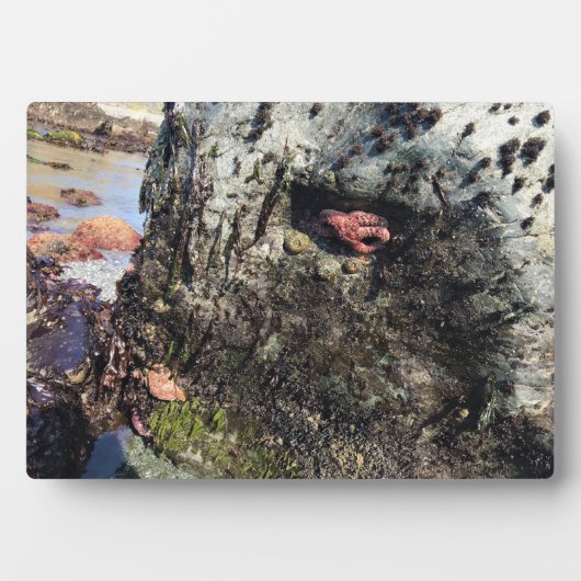 シスターズロック州パーク，オレゴン州コースト フォトプラーク (正面)