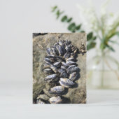 シスターズロック州パーク,オレゴン州コースト ポストカード (スタンド正面)