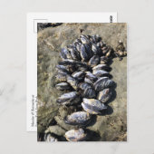 シスターズロック州パーク,オレゴン州コースト ポストカード (正面/裏面)