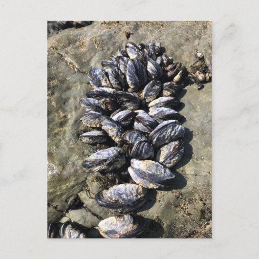 シスターズロック州パーク,オレゴン州コースト ポストカード (正面)