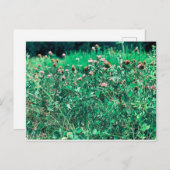 シストルズ ポストカード (正面/裏面)