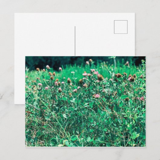 シストルズ ポストカード (正面/裏面)