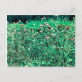 シストルズ ポストカード (正面)