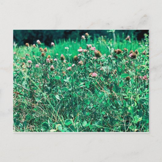 シストルズ ポストカード (正面)