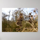 シスル ポスター (正面)