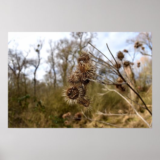 シスル ポスター (正面)