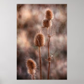 シスル ポスター (正面)