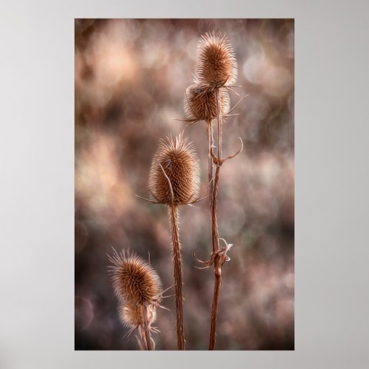 シスル ポスター (正面)