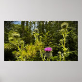 シスル ポスター (正面)