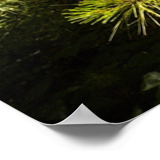 シスル ポスター (角)