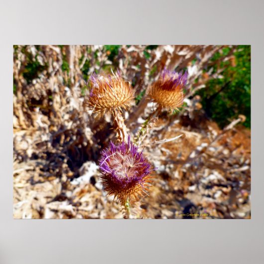 シスル ポスター (正面)