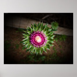 シスル ポスター