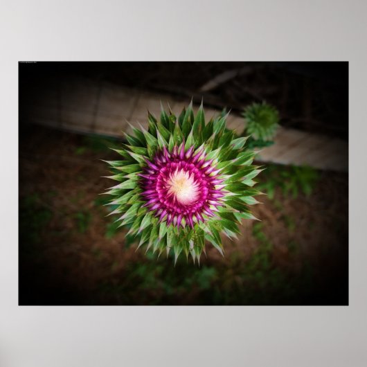 シスル ポスター (正面)