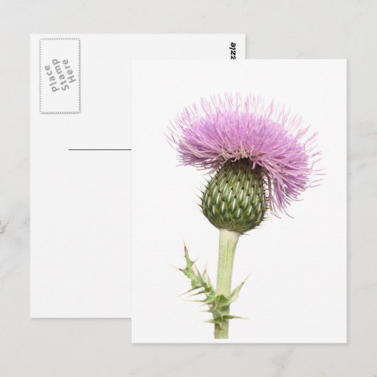 シスル ポストカード (正面/裏面)