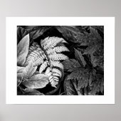 シダと葉の黒と白 ポスター (正面)