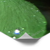 シダと雨粒のポスやる気を起こさせるター ポスター (角)