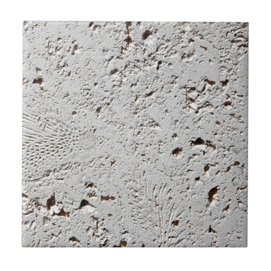 シダの化石のタイルの表面のクローズアップ タイル (正面)