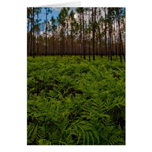 シダの床 (正面)