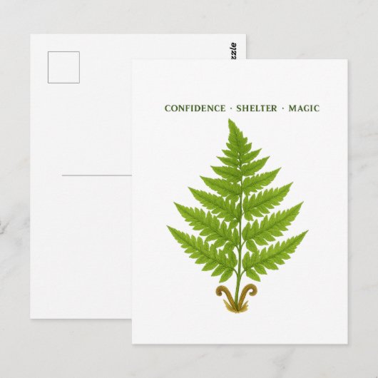 シダの意味 ポストカード (正面/裏面)