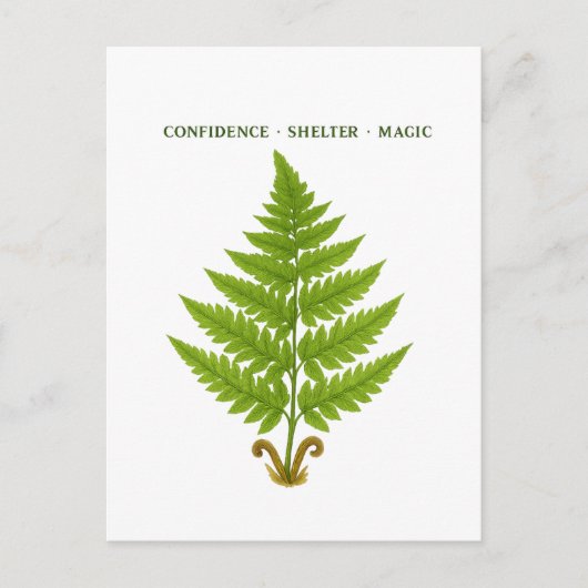 シダの意味 ポストカード (正面)