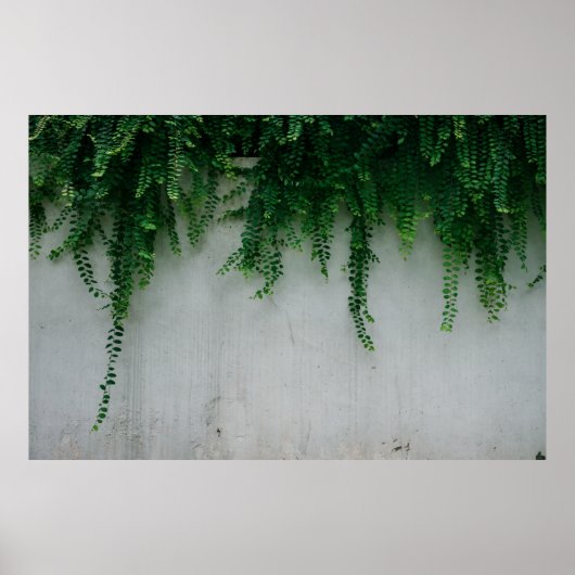 シダの植物の浅焦点の写真 ポスター (正面)