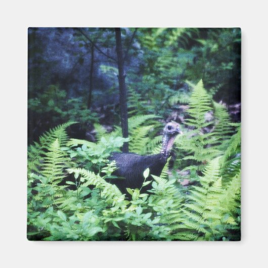 シダの磁石の母トルコ マグネット (正面)