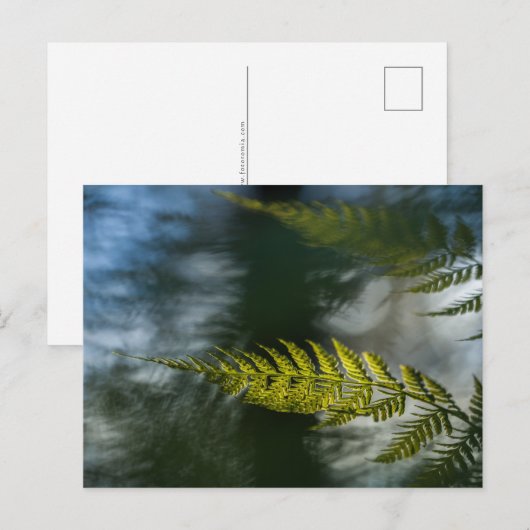 シダの自然写真 ポストカード (正面/裏面)