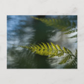シダの自然写真 ポストカード (正面)